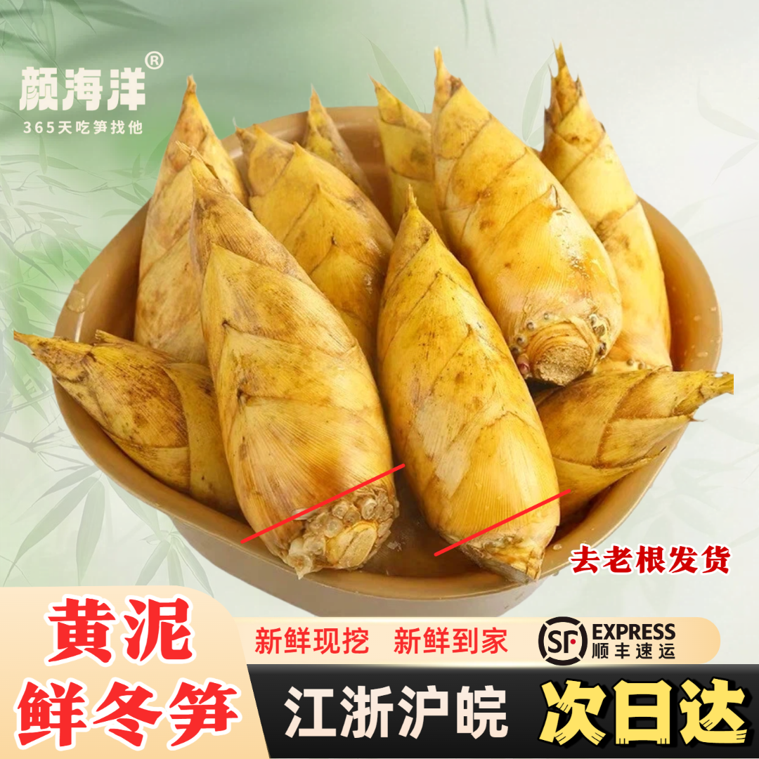 【现挖现卖】浙江临安发货新鲜冬笋大楠竹大竹笋蔬菜火锅食材3斤/起