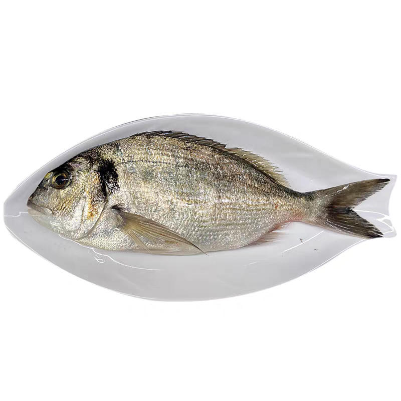 北方天润 冰鲜金雕鱼一条
