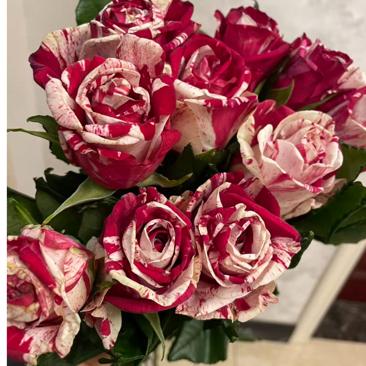 超新品 现接裸根苗 无售后