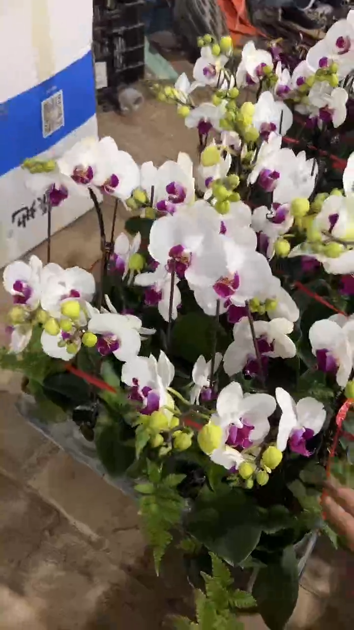 完全开放两单包邮。雪玉蝴蝶兰