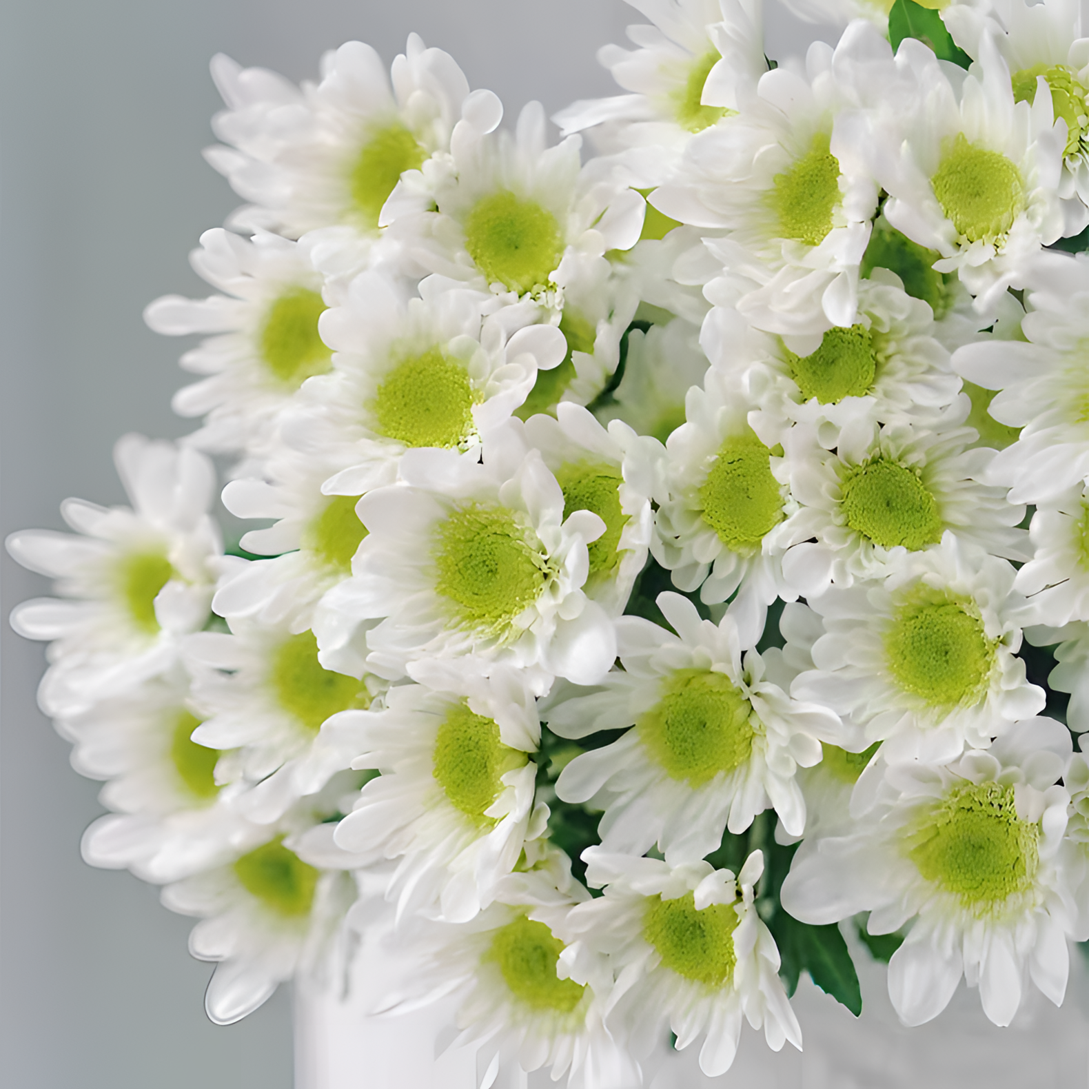 【银座鲜花】瑞白/瑞多斯特白-雏菊/小菊(多头)菊类原装整扎10支每扎-全店任选满59.9顺丰包邮鲜切花家居花生活