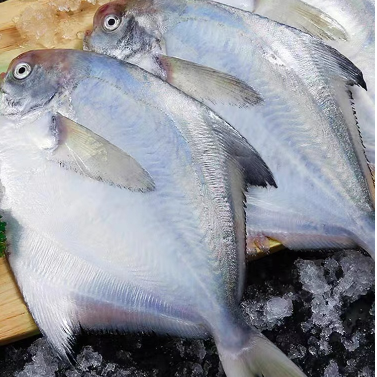 2野生海捕银鲳鱼（2-3两一条） 4斤共14-16）鲜鱼速冻锁鲜发顺丰冷链