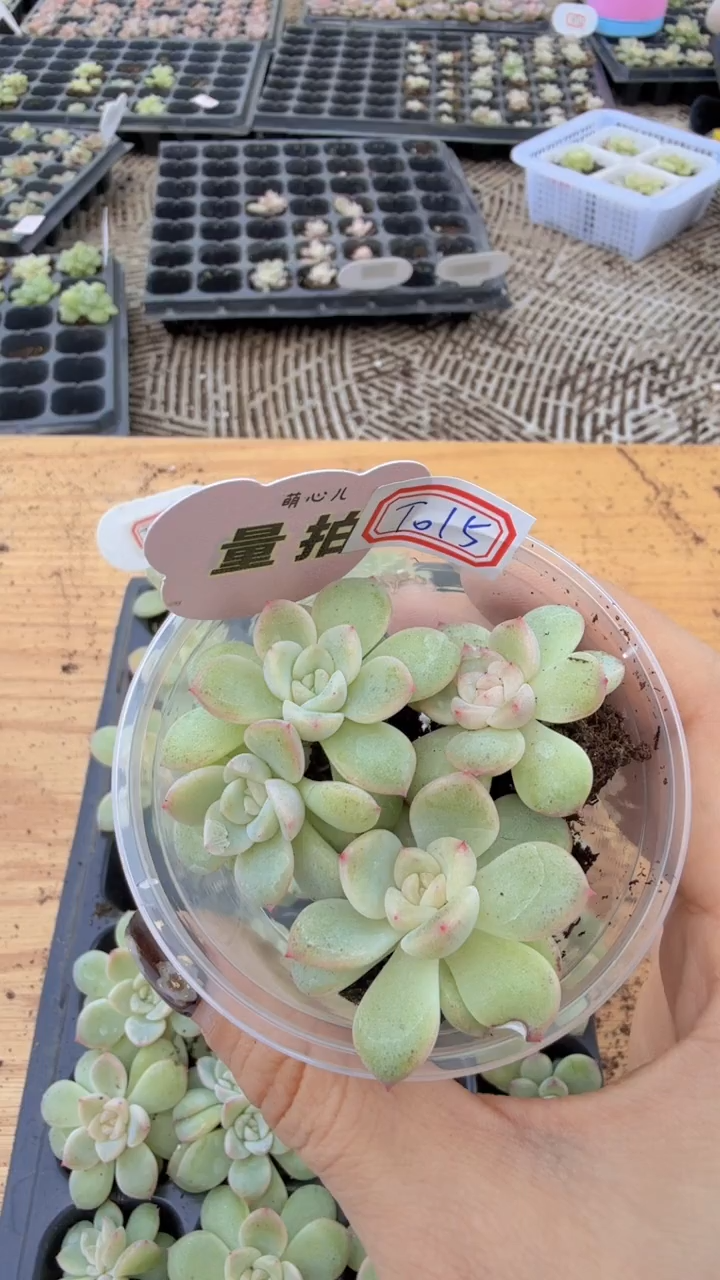 t015 单双混 量拍多肉植物.9.9包邮