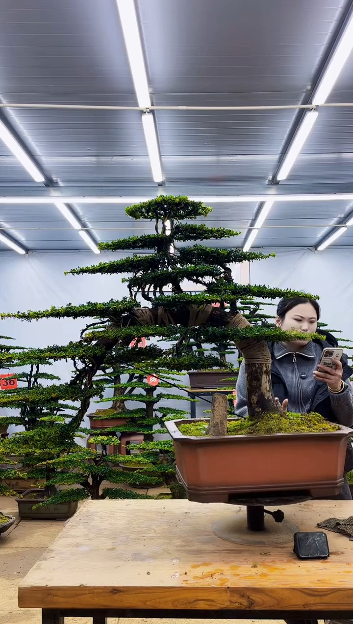 无花朵中*一物一拍，所见即所得