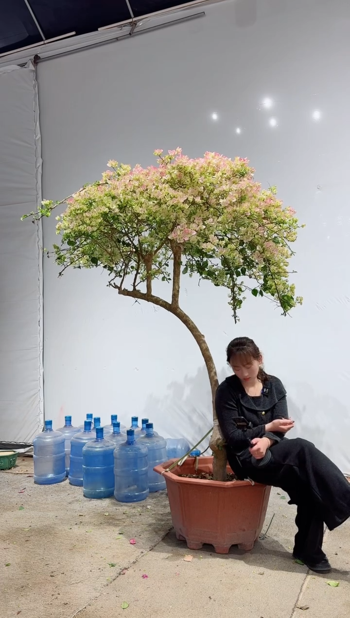 【闪购商品】盆景绿叶樱花