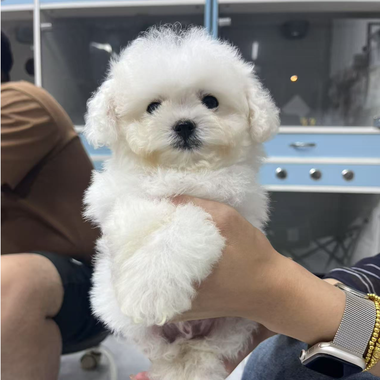 金毛杜宾比熊雪纳瑞等家庭宠物