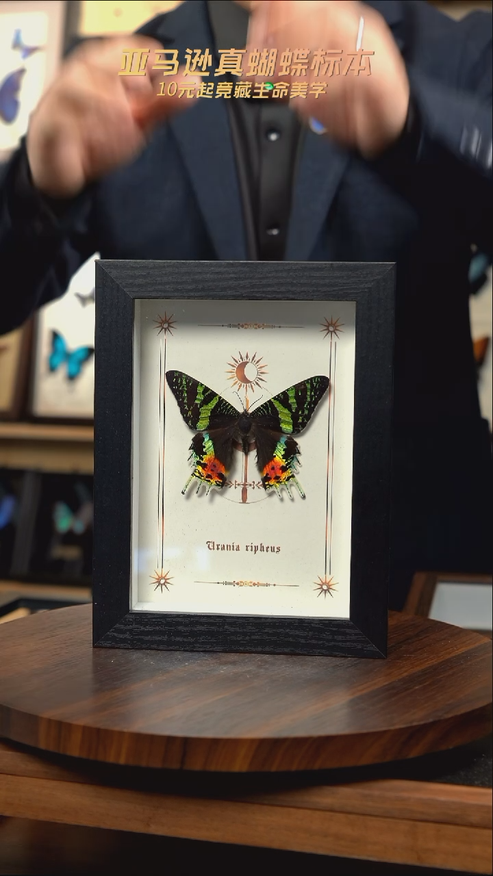 太阳蛾图腾款7寸竖框