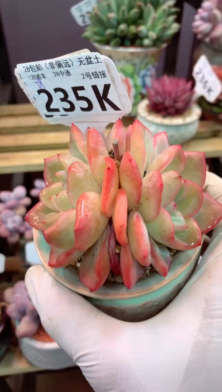 235K（一物一拍，精品多肉，所见即所得 ）
