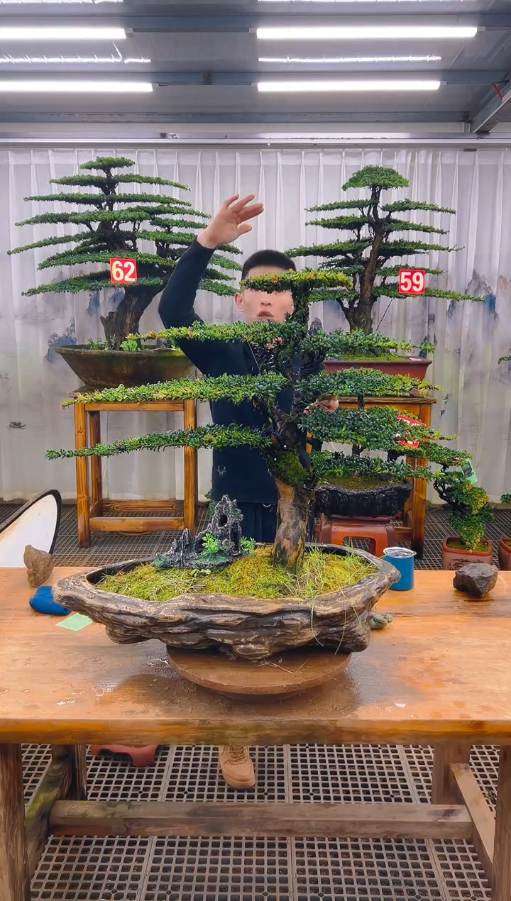 无花朵1****哥精品盆景直播间一物一拍