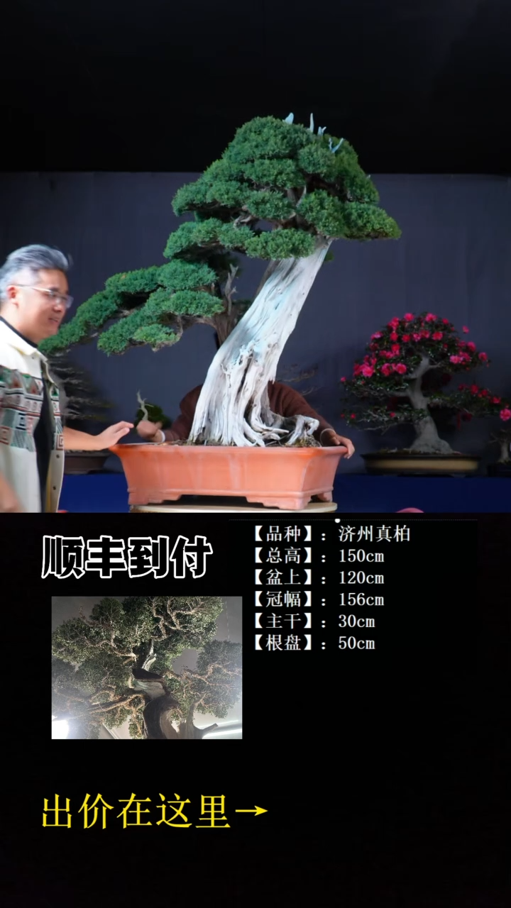 无花朵济州真柏bubaoyou