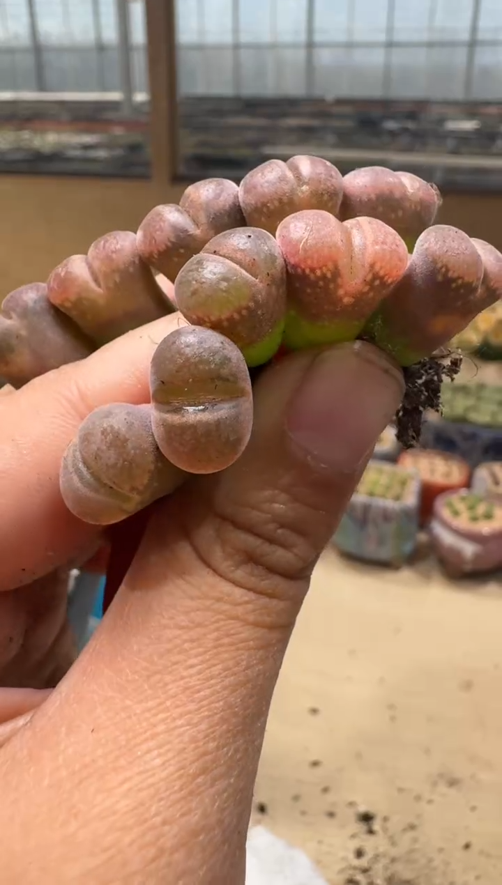 6-77多肉植物肉锥一颗