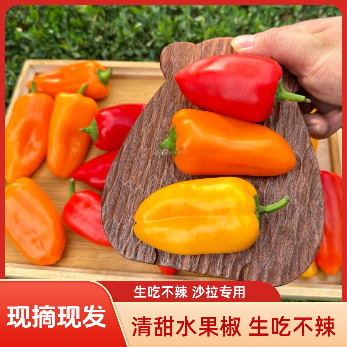 【生吃不辣】清甜现摘水果辣椒彩椒甜椒不辣生吃灯笼椒沙拉轻食