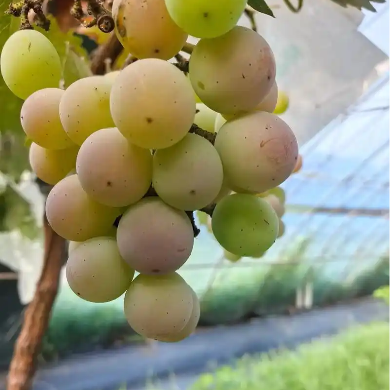 妮娜皇后，剪粒发货（上色失败，颜色偏青，不影响口感）
