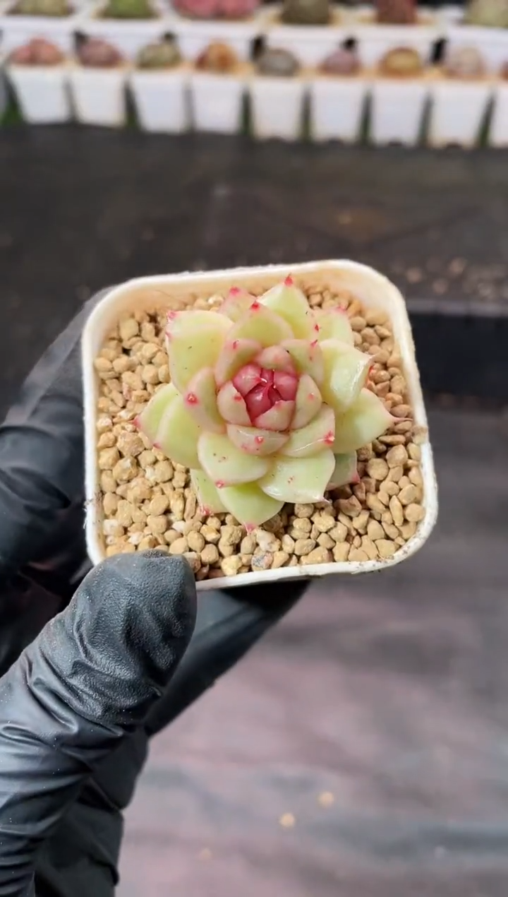 3-39珍宝海胆量拍发一颗