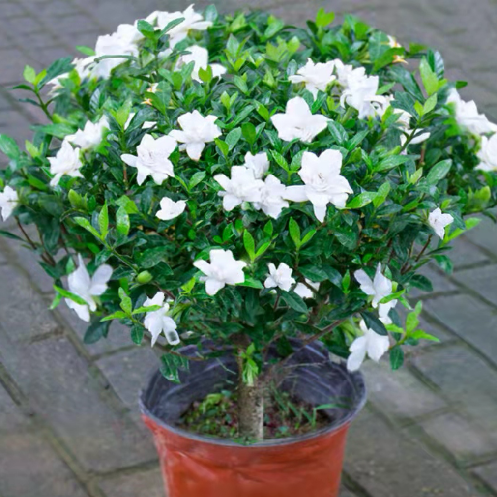 小叶独杆棒棒糖栀子花盆栽带花苞四季开花浓香型室内绿植