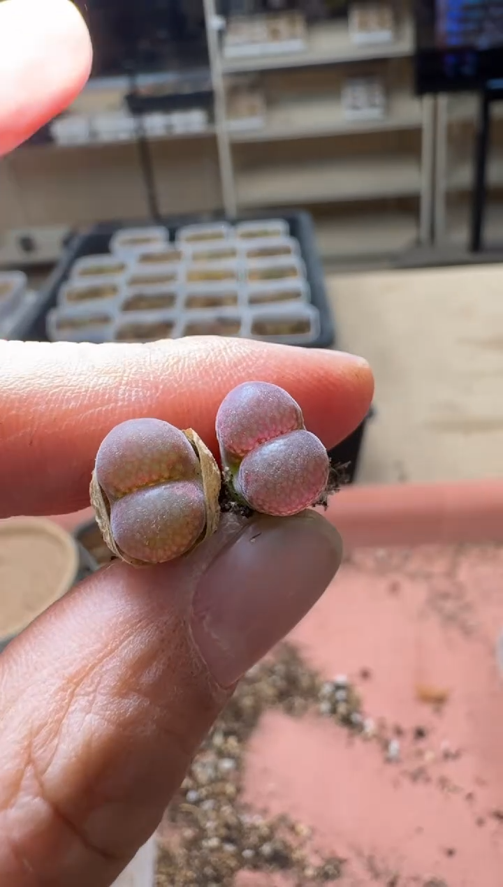 美丽的肉石头19-1071