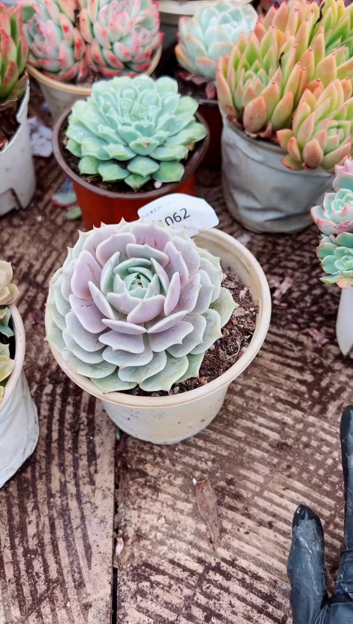 雨*姐多肉植物一物一拍04062