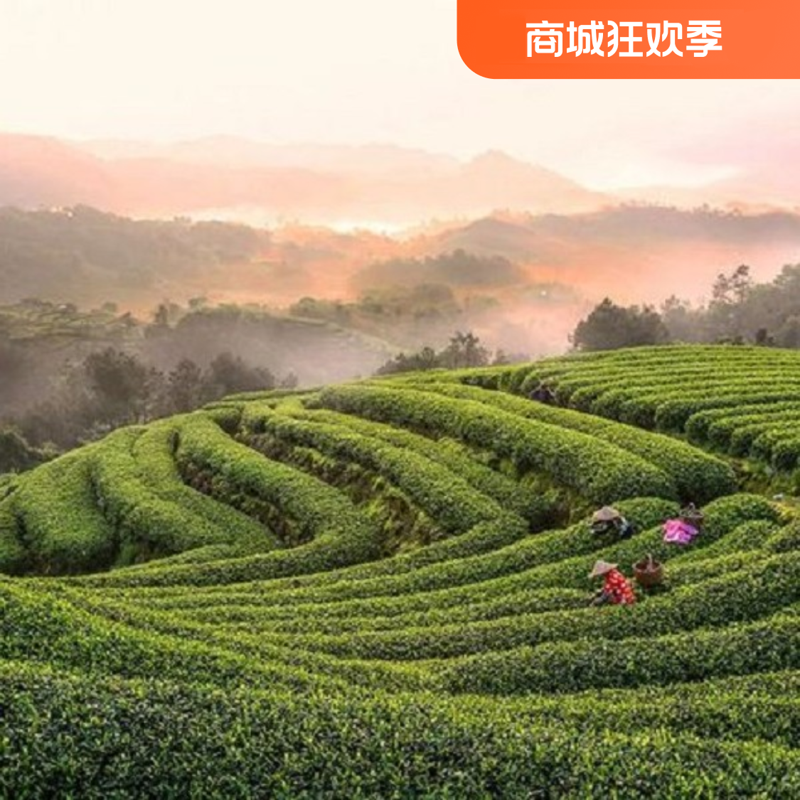 七碗李家 灿烂山河 2018白牡丹 40克1盒