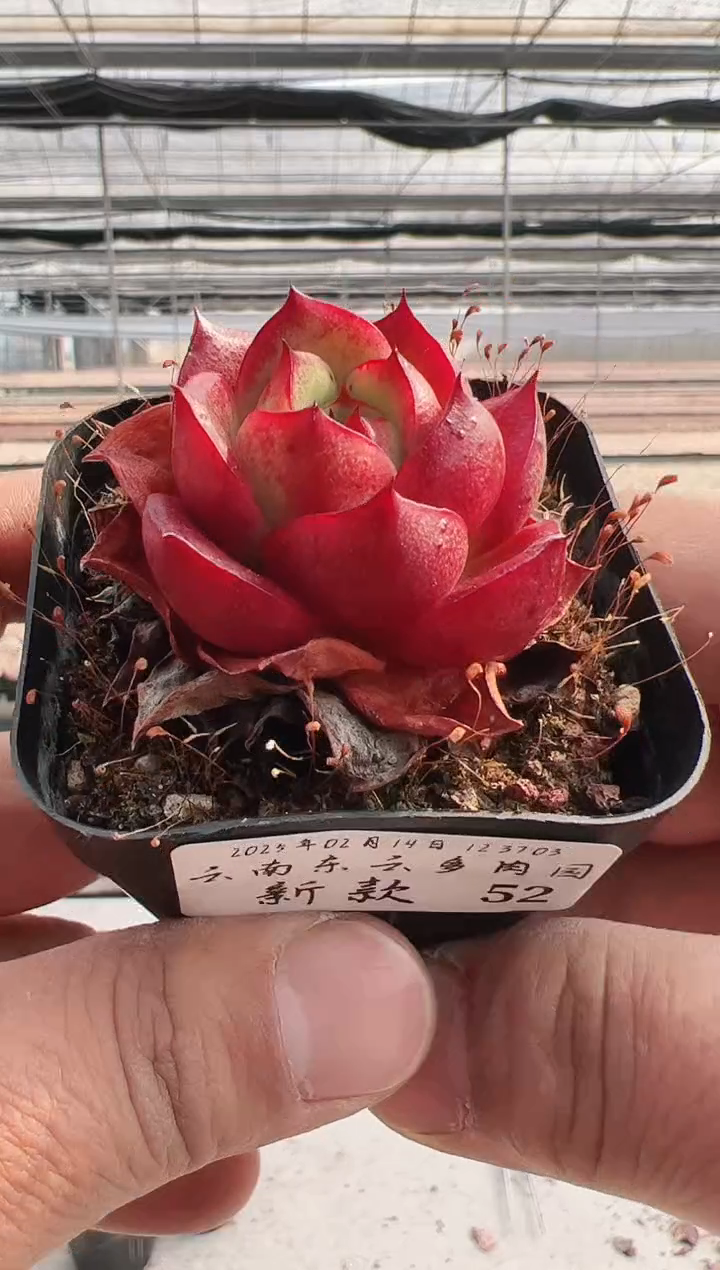 【闪购商品】新款多肉-52