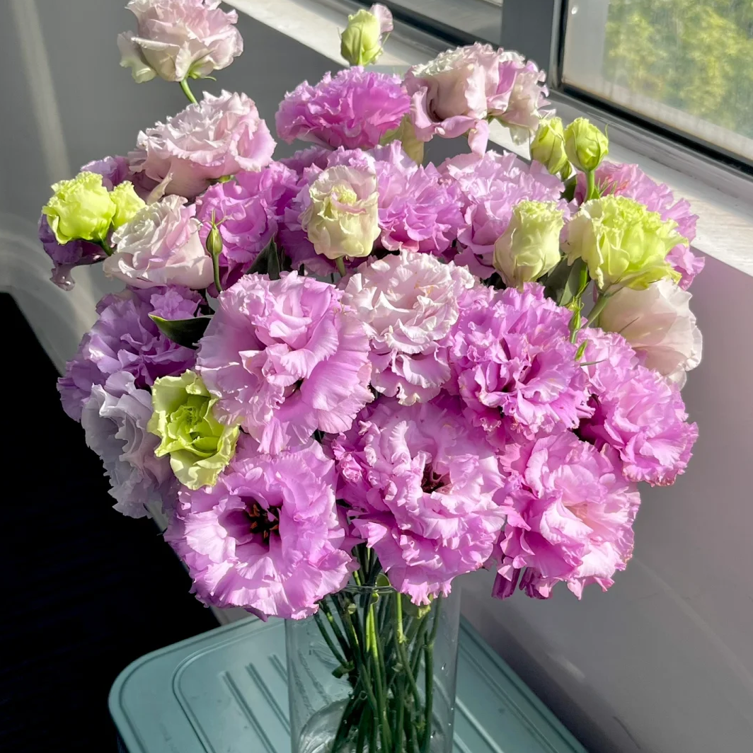 【浅紫波浪洋桔梗鲜切花400克】云南鲜花全店任意两件送货上门