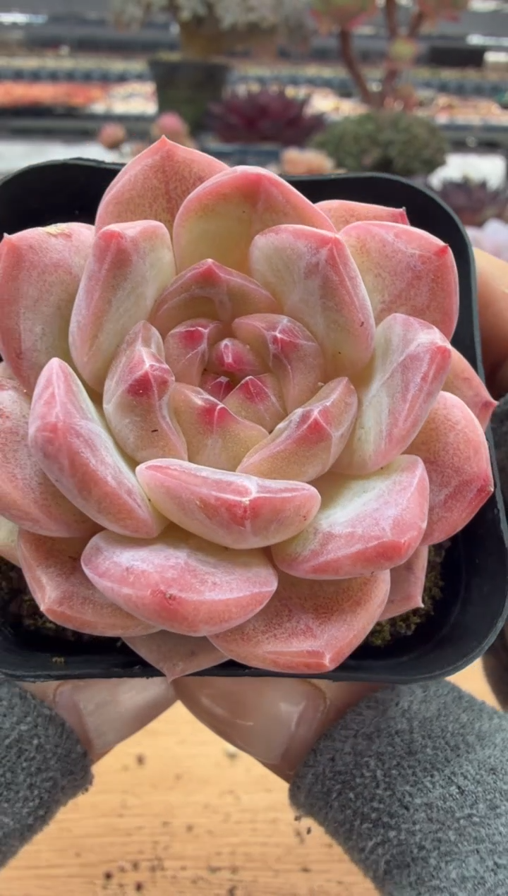 东云多肉园二店-106