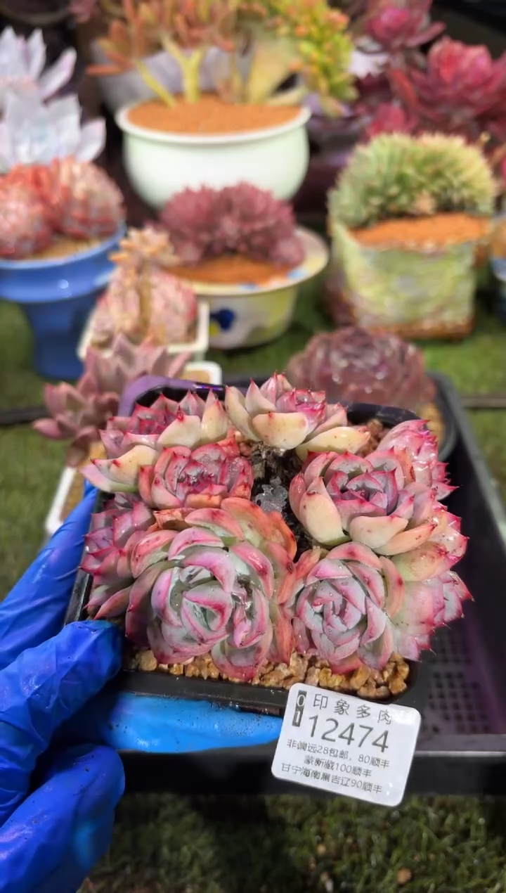 【闪购商品】12474