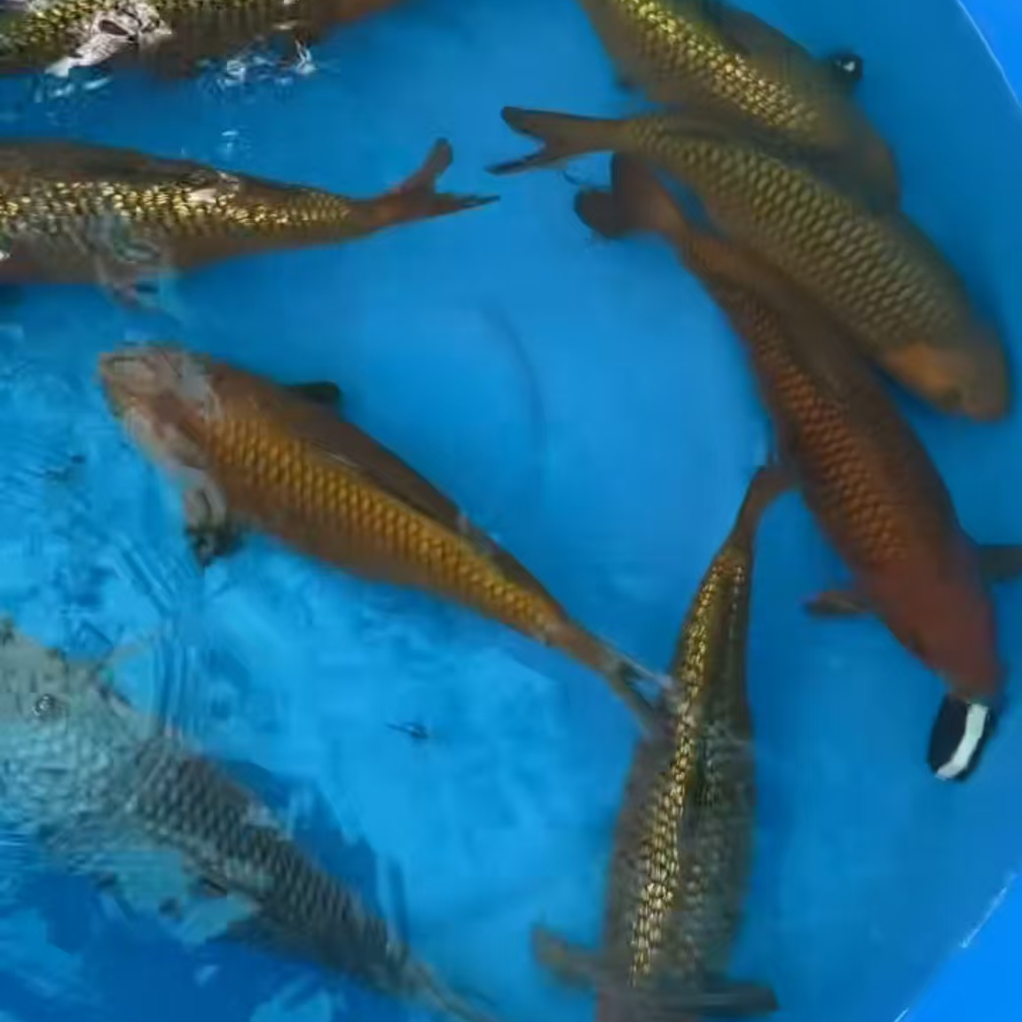 17号日本纯种锦鲤活鱼红白大正昭和丹顶白写淡水冷水观赏鱼