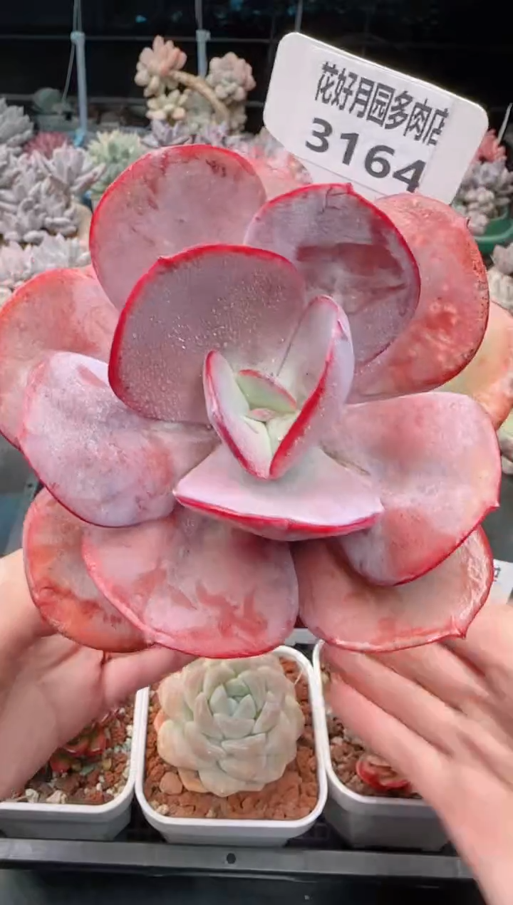 【闪购商品】3164布鲁克林的蓝