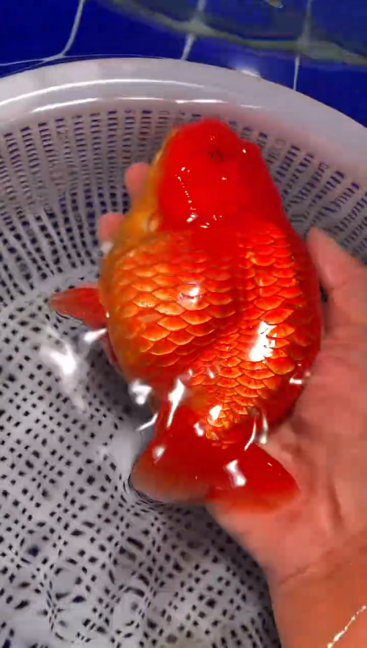 金鱼（运费到付，马印灯下展示）福州追鱼兰寿金鱼