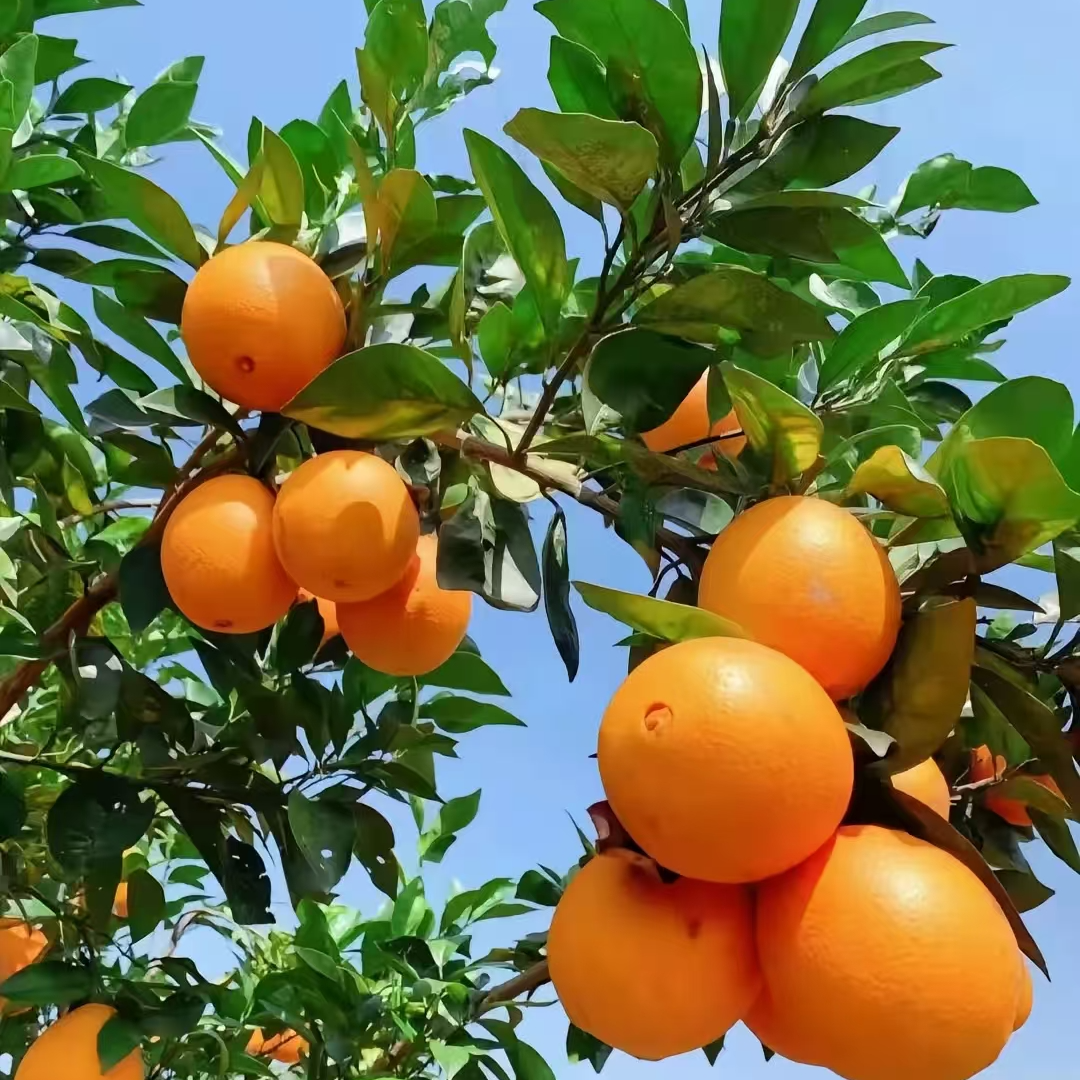 （越南老树—兴安蜜橙）带叶锁甜，买后再采，不加甜蜜素，没有高科技。
