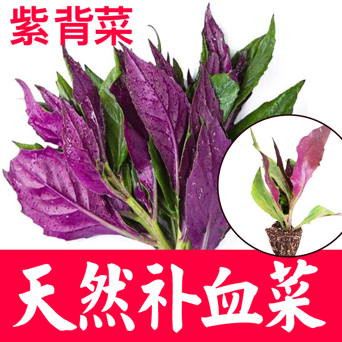 天然补血菜紫背天葵秧苗野生血皮菜红凤菜观音菜秋海棠龙虎叶菜苗