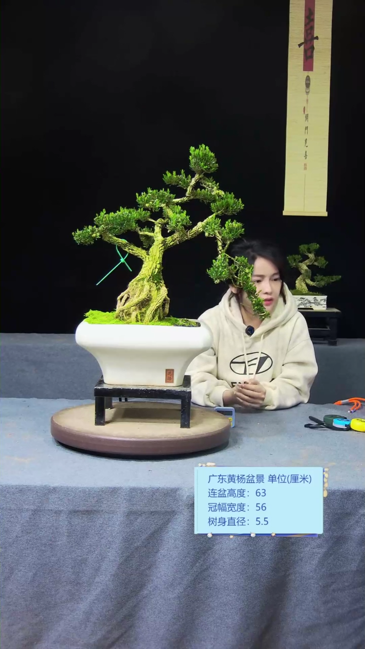 【闪购商品】黄杨盆景黄杨盆景