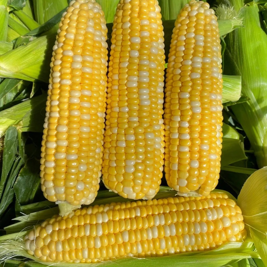 【瑕疵 介意勿拍】高端水果玉米5个装 5斤以上山东水果玉米海南省