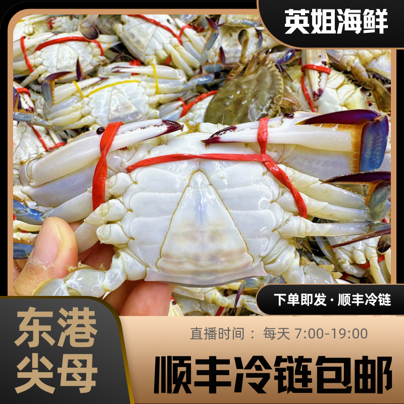 东港尖母/圆母3斤【仅限沈阳市内快递发货】只2两左右【保鲜不保活】