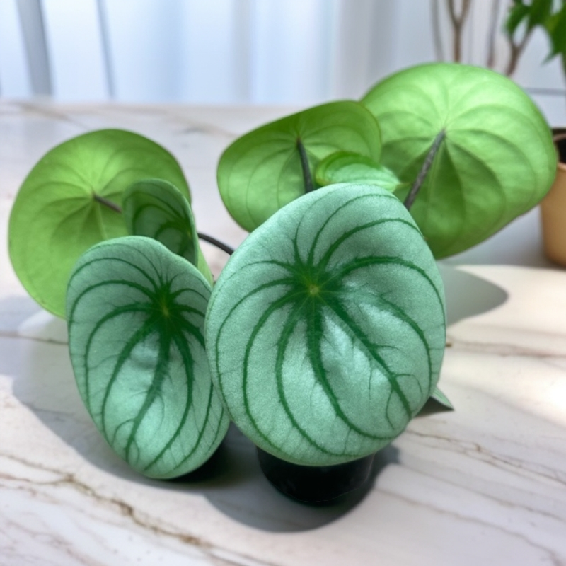 麒麟瓜椒草室内桌面盆栽耐阴净化空气好养网红绿植