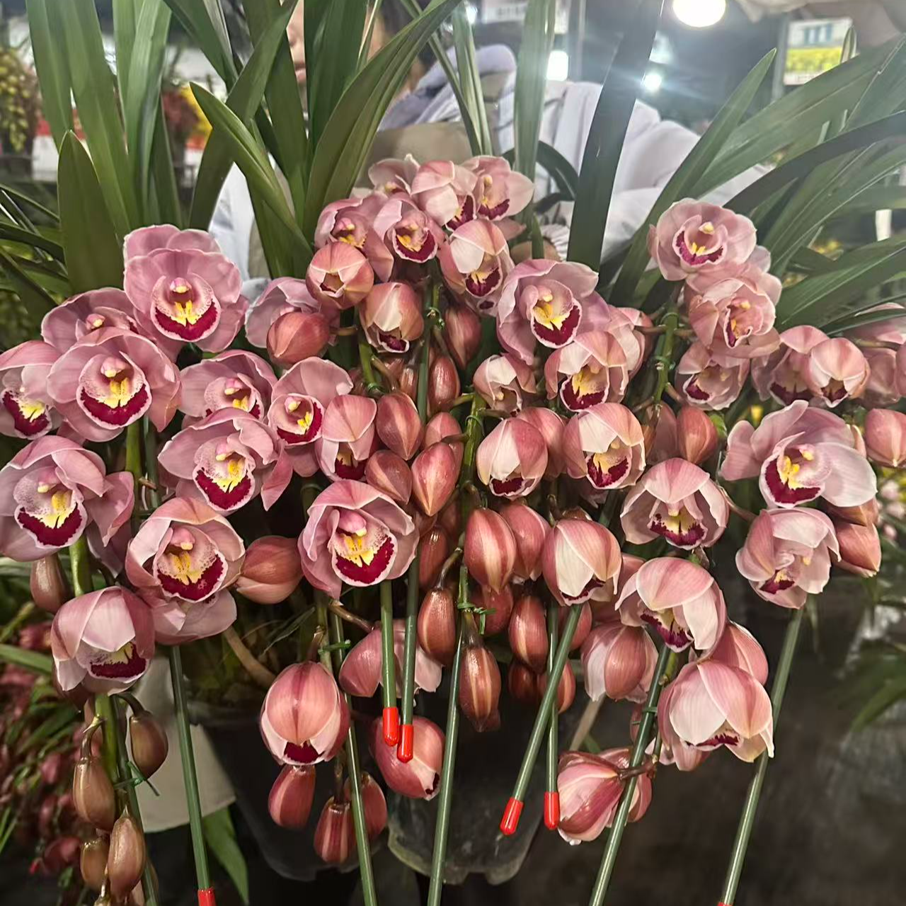 一盆花卉《福星拱兰》落地大花惠兰 客厅/阳台精品兰花