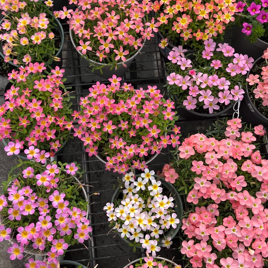 【酢浆草】酢浆草花卉盆栽耐寒耐热适合阳台庭院种植