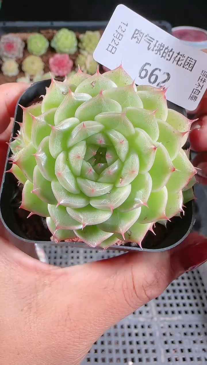 1202-662多肉群生不包整