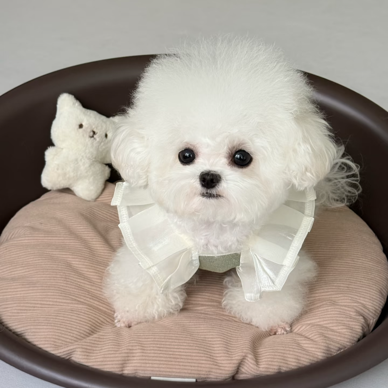 比熊泰迪泰迪熊等狗狗活体链接