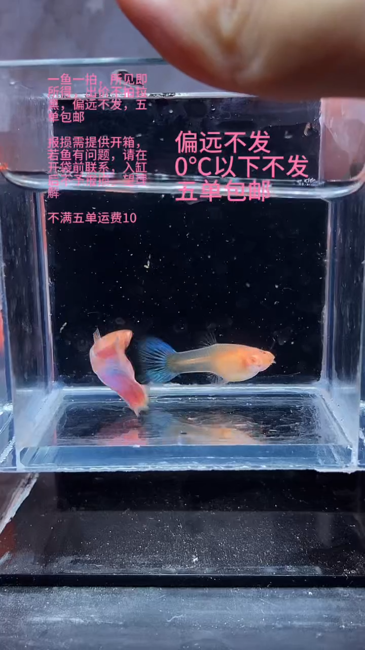 孔雀鱼孔雀鱼 01