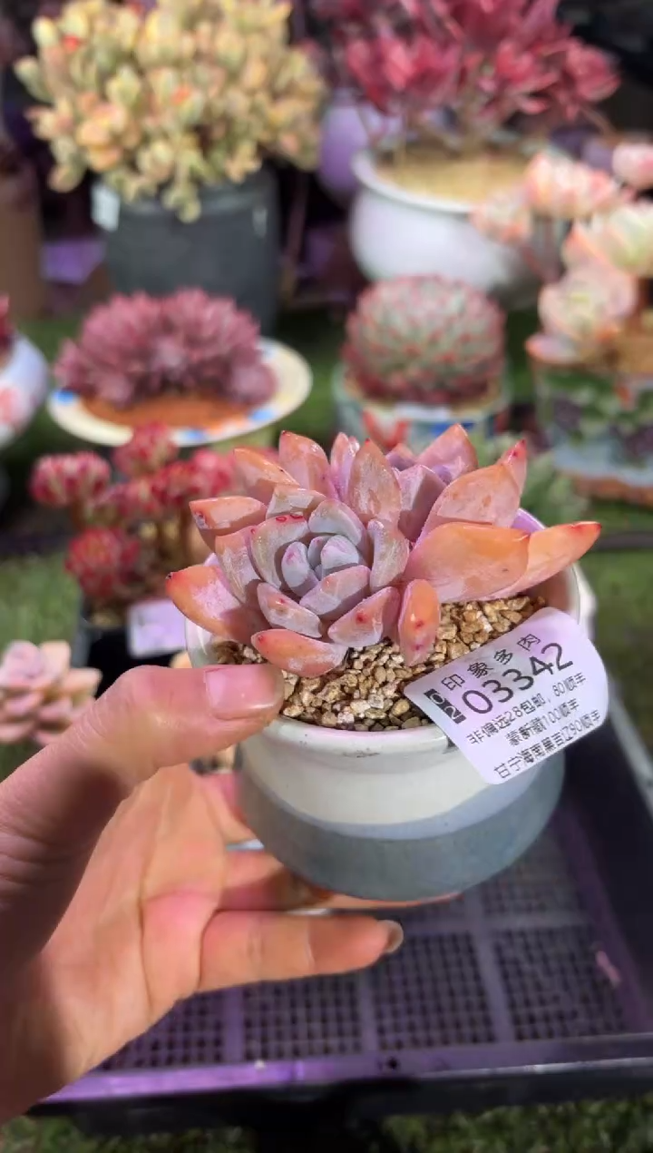 【闪购商品】03342