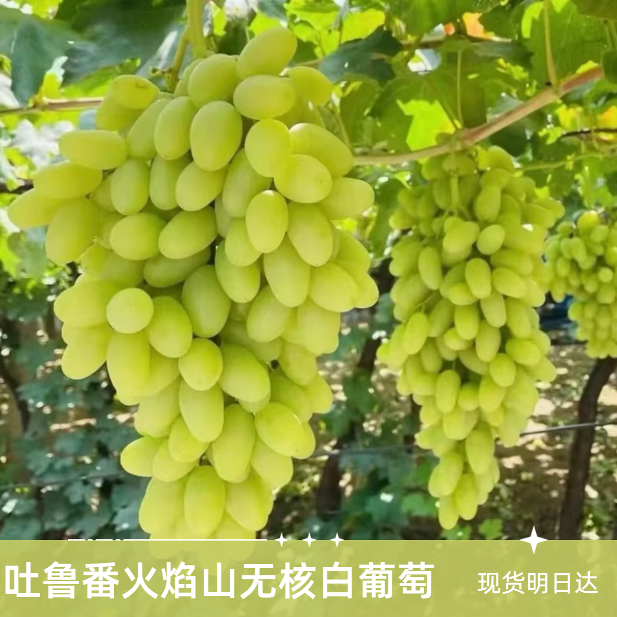 【顺丰明日到】吐鲁番无核白葡萄7.22日新疆核心产区新鲜当季现货无籽水果整箱新疆维吾尔自治区