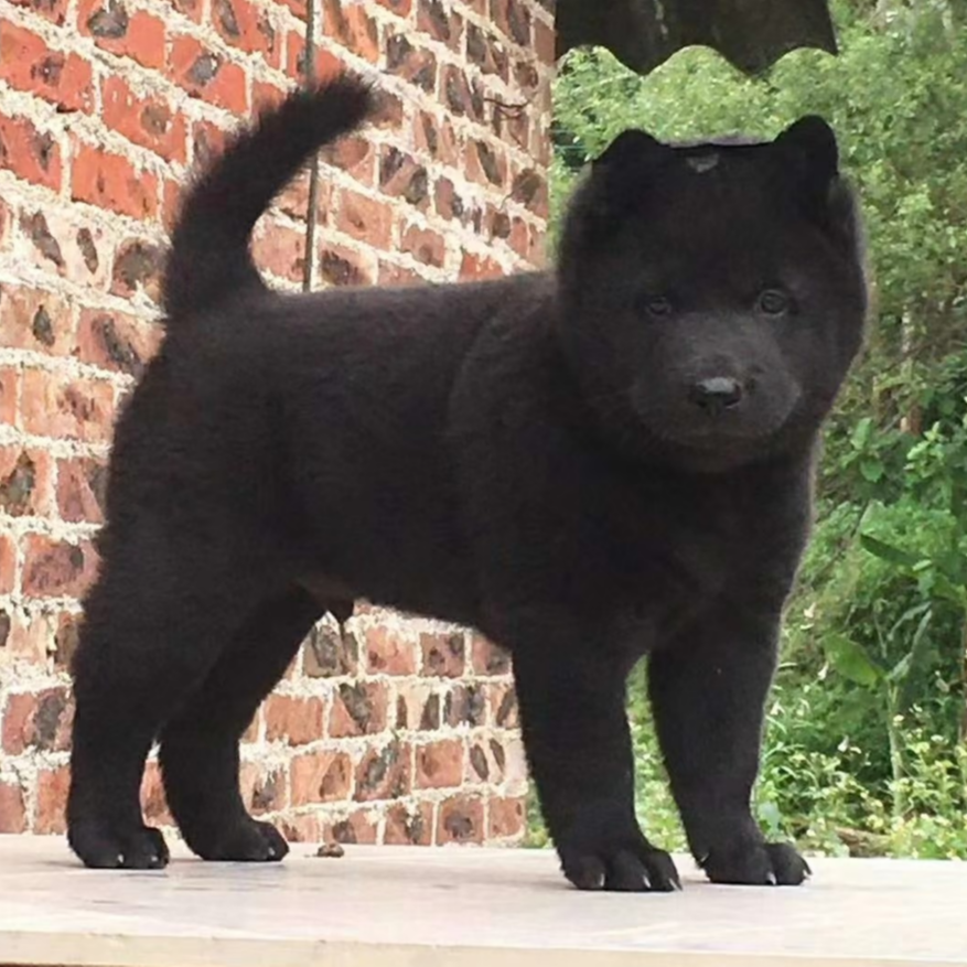 五黑犬中华田园犬宠物狗活体幼犬威武看家护院忠诚家庭伴侣犬可爱