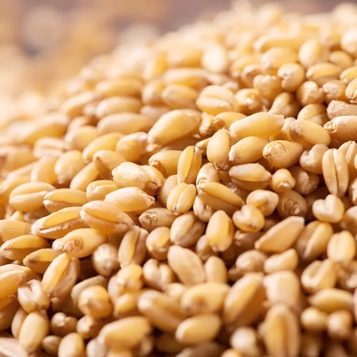 新鲜采摘健康2025年新季小麦家庭食用小麦粒饱满农家自种植