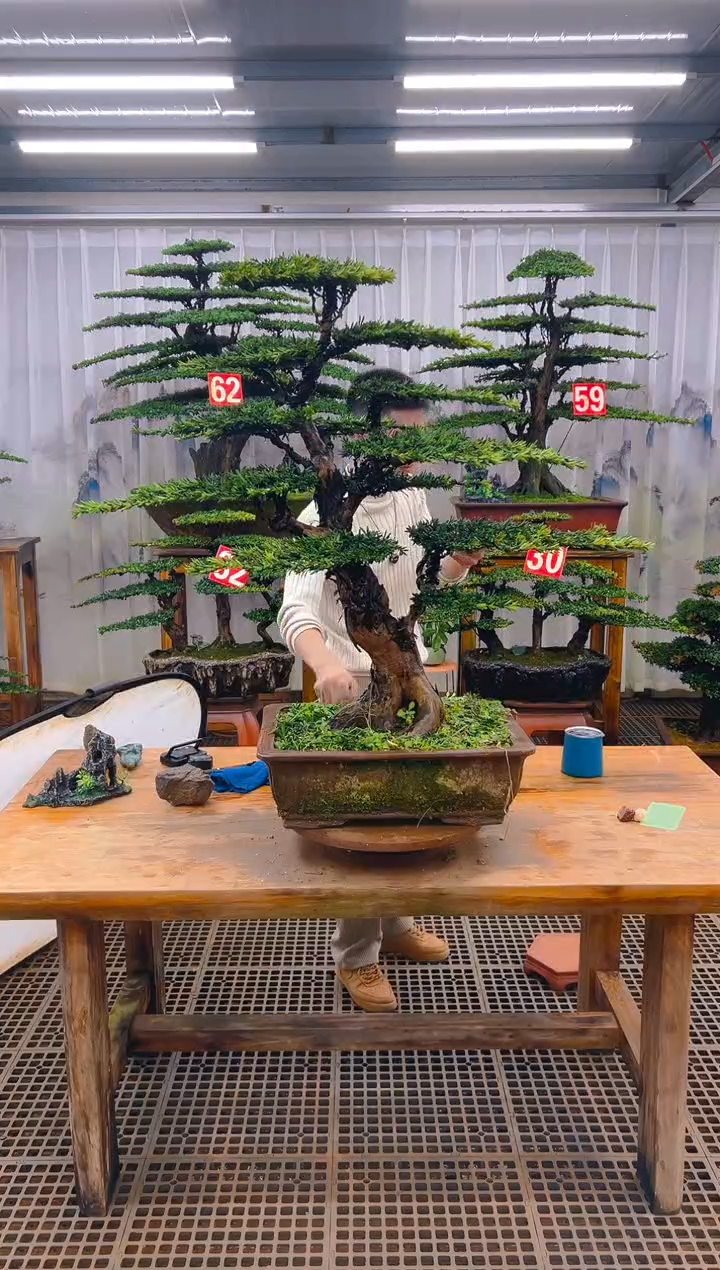 无花朵星*精品盆景直播间一物一拍