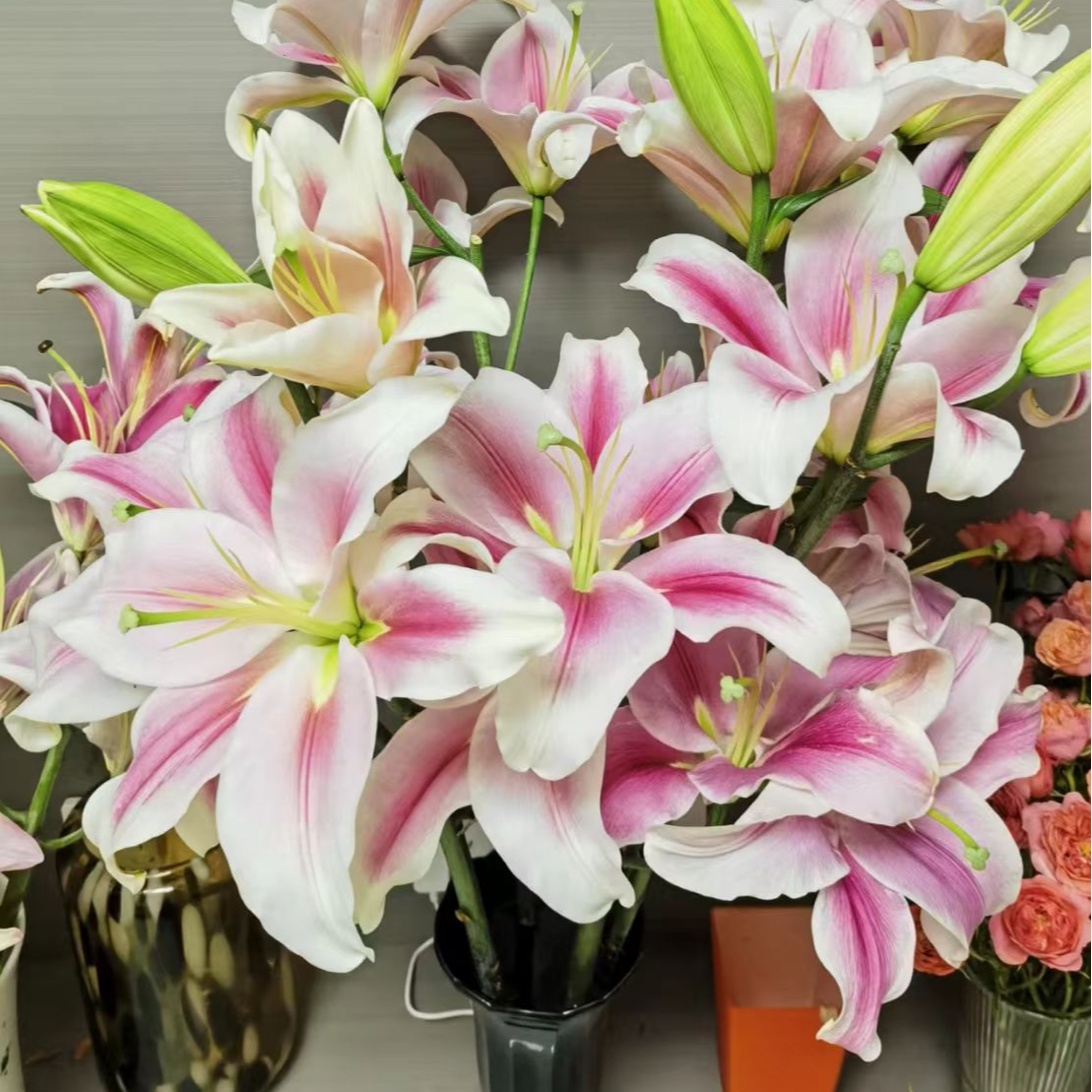 【基地直发】特罗卡 香水百合花  花卉 