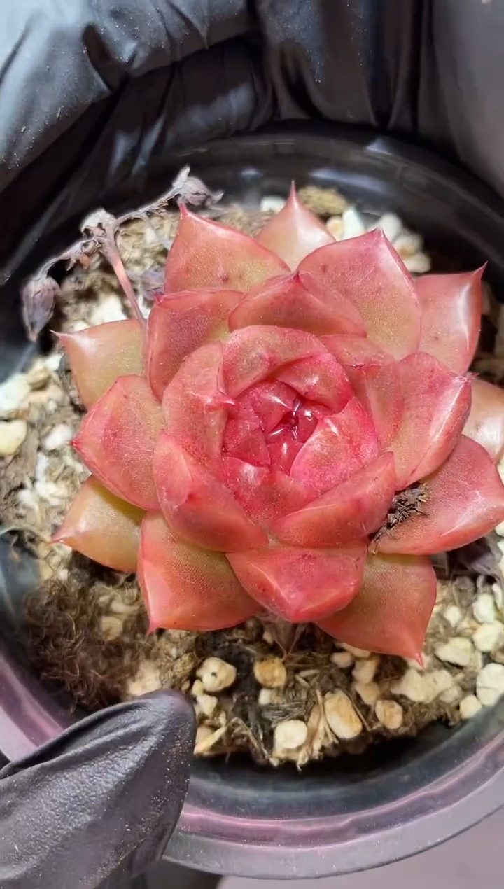 闪购897  花魁多肉一颗 