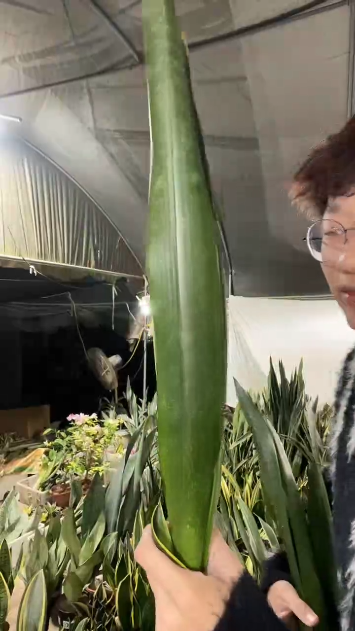 黑金裸根2棵19.9