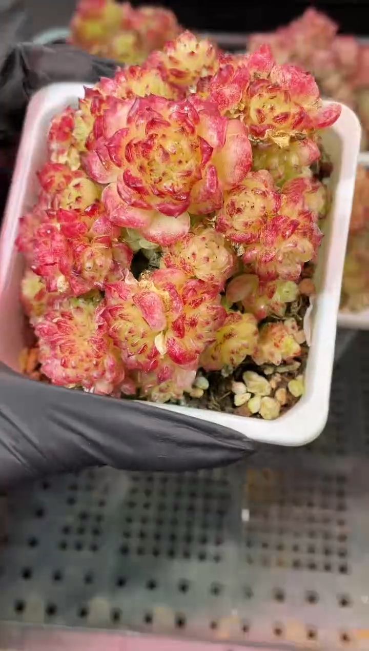 闪购2015  草莓晶多肉一颗 