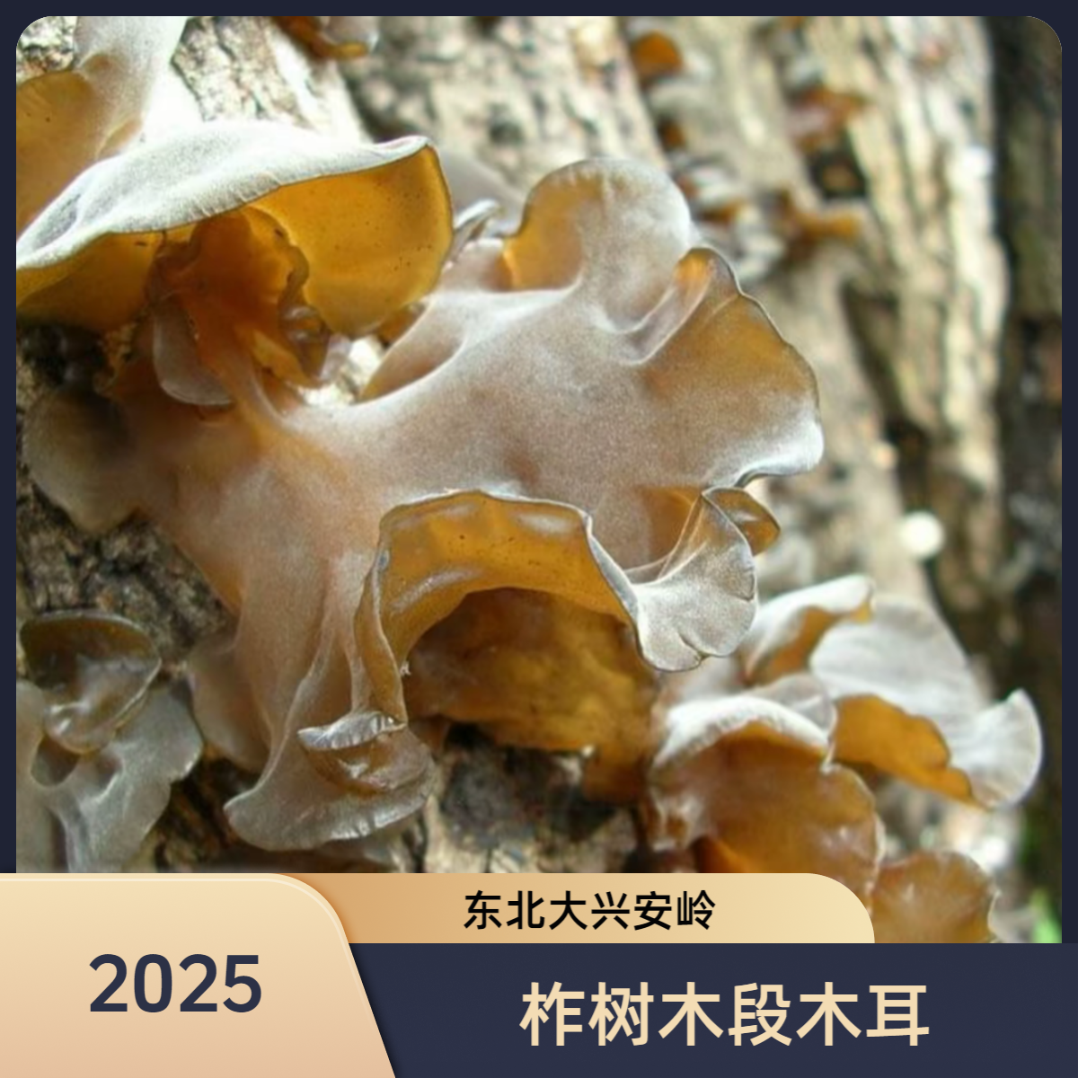 柞木段木耳 东北大兴安岭黑木耳 2025新货 产地直发 林区养殖